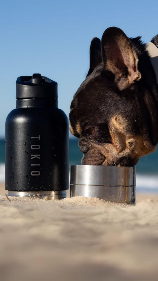 The Best Dog Accessories for a Day at the Beach