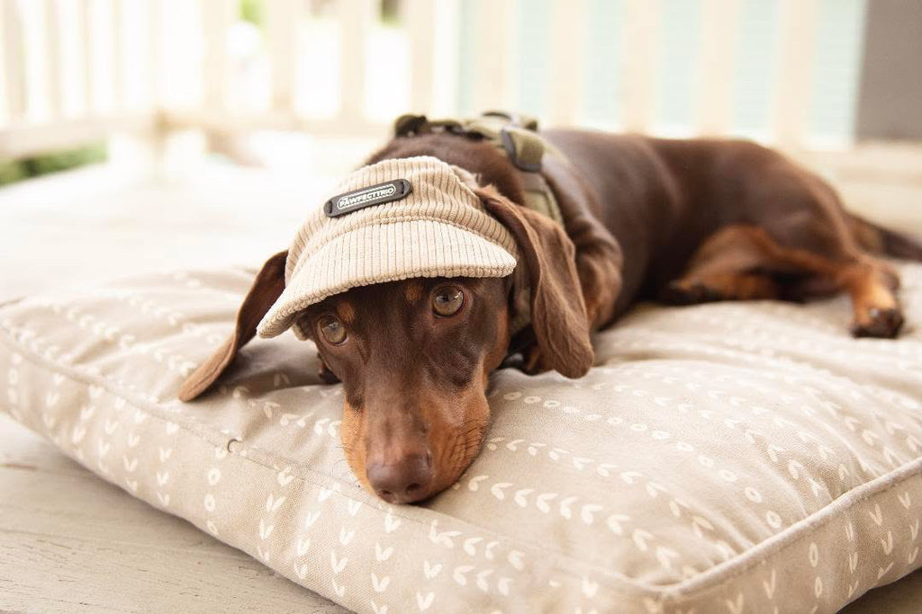 Pawfect Trio Dog Hat Sand (S)