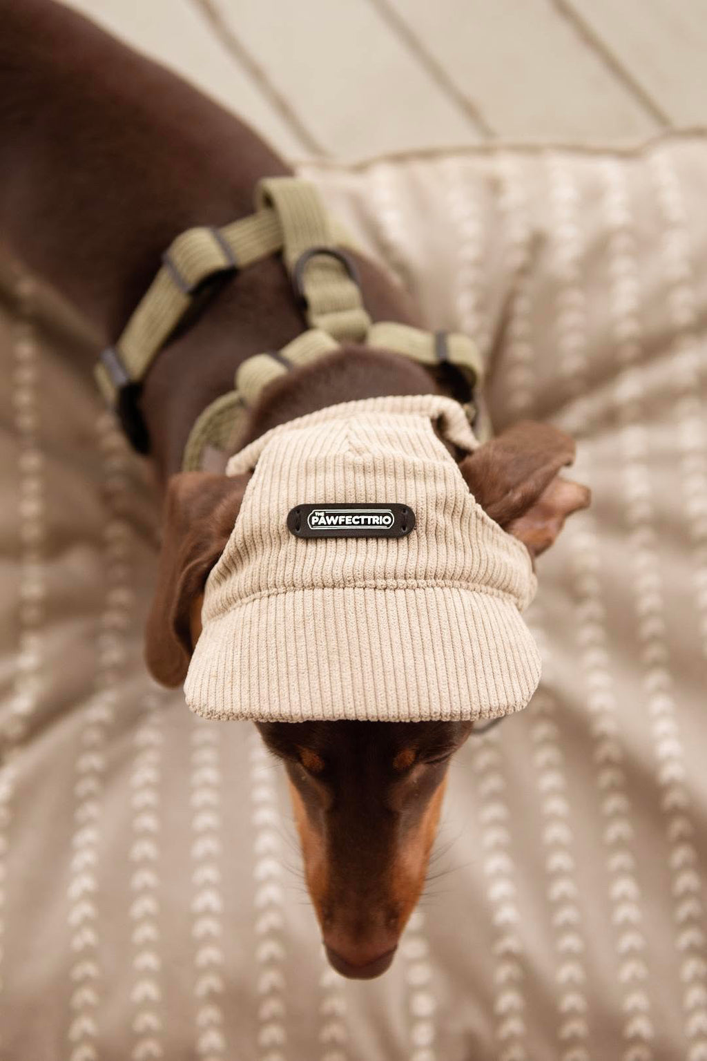 Pawfect Trio Dog Hat Sand (S)