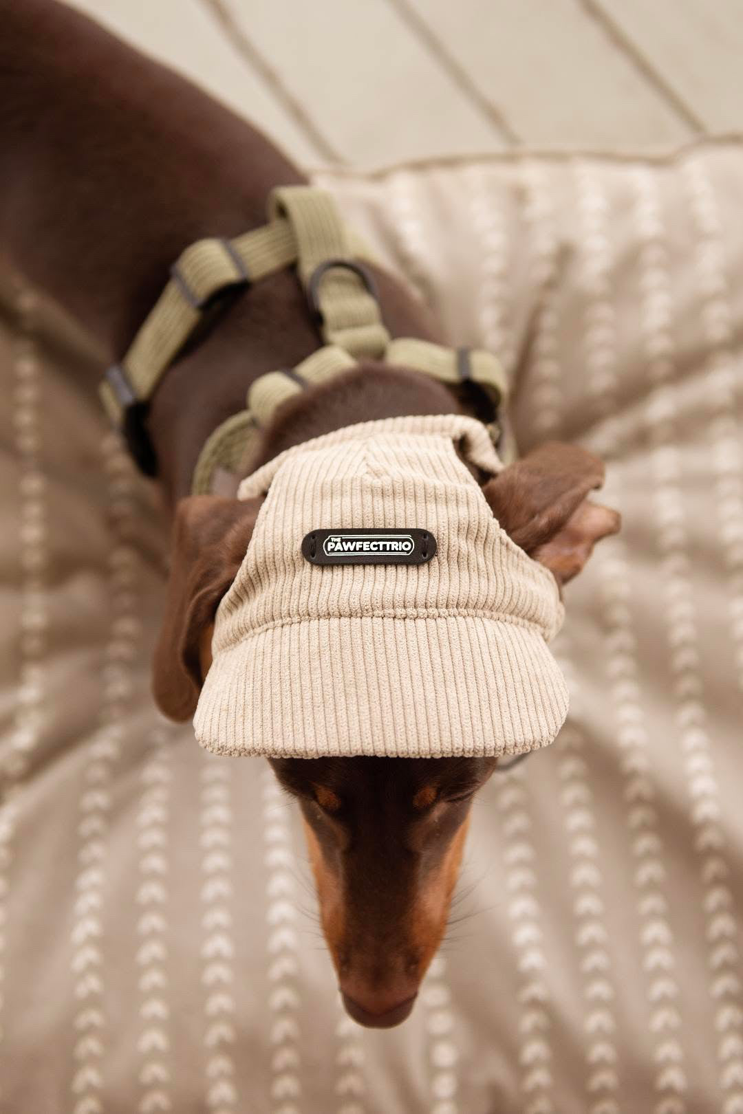 Pawfect Trio Dog Hat Sand (S)